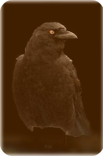 Crow Modified