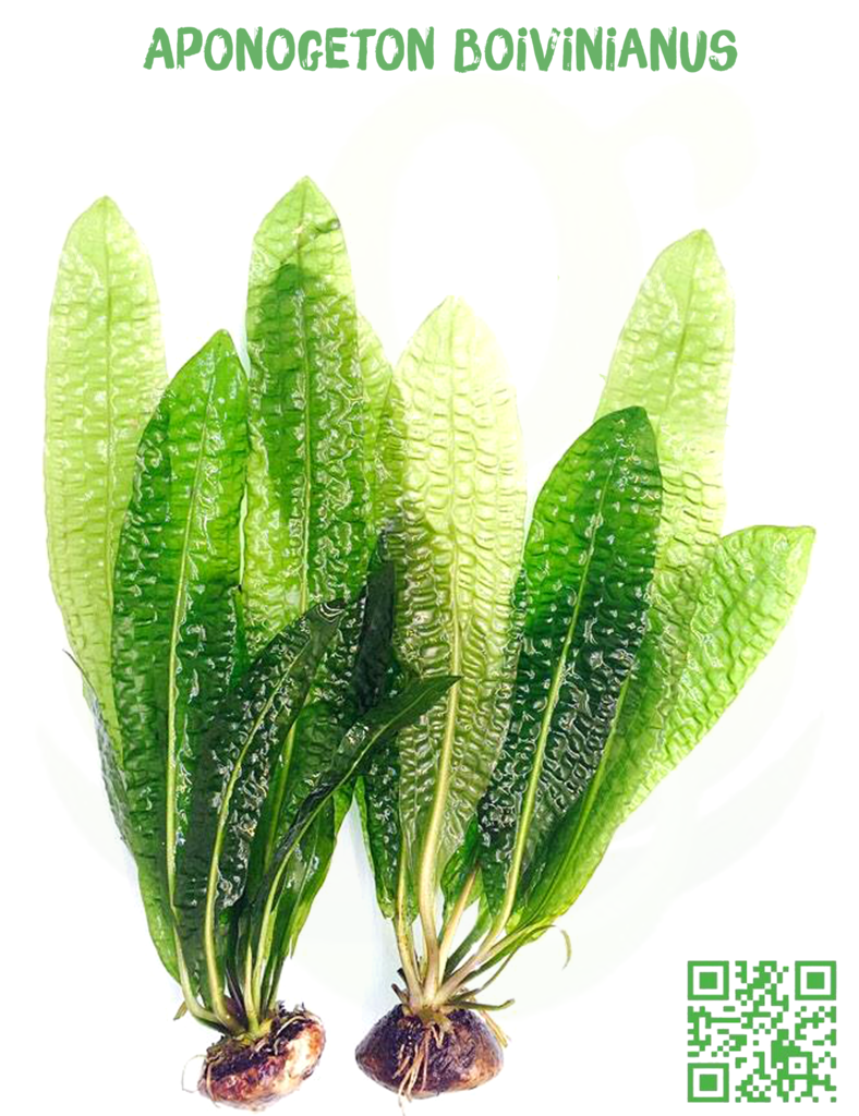 GREEN PLANT - Chuyên cung cấp các loại cây thủy sinh độc - 2