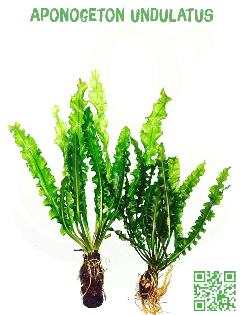 GREEN PLANT - Chuyên cung cấp các loại cây thủy sinh độc - 3