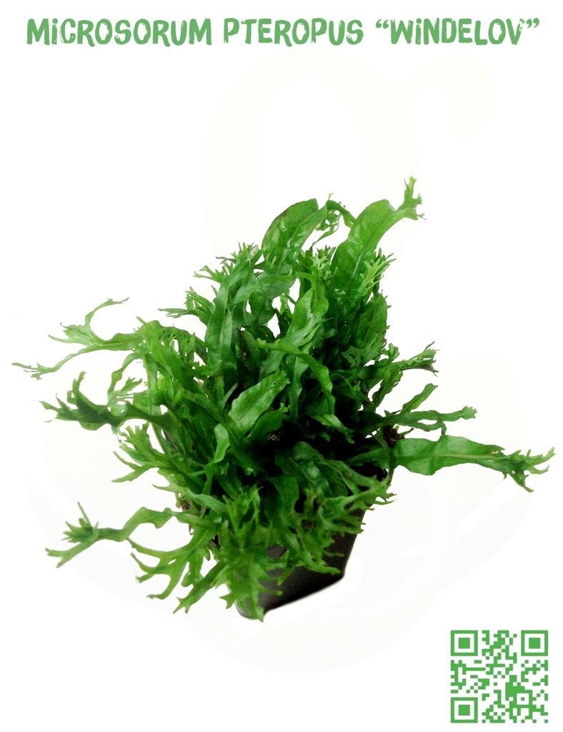 GREEN PLANT - Chuyên cung cấp các loại cây thủy sinh độc - 6