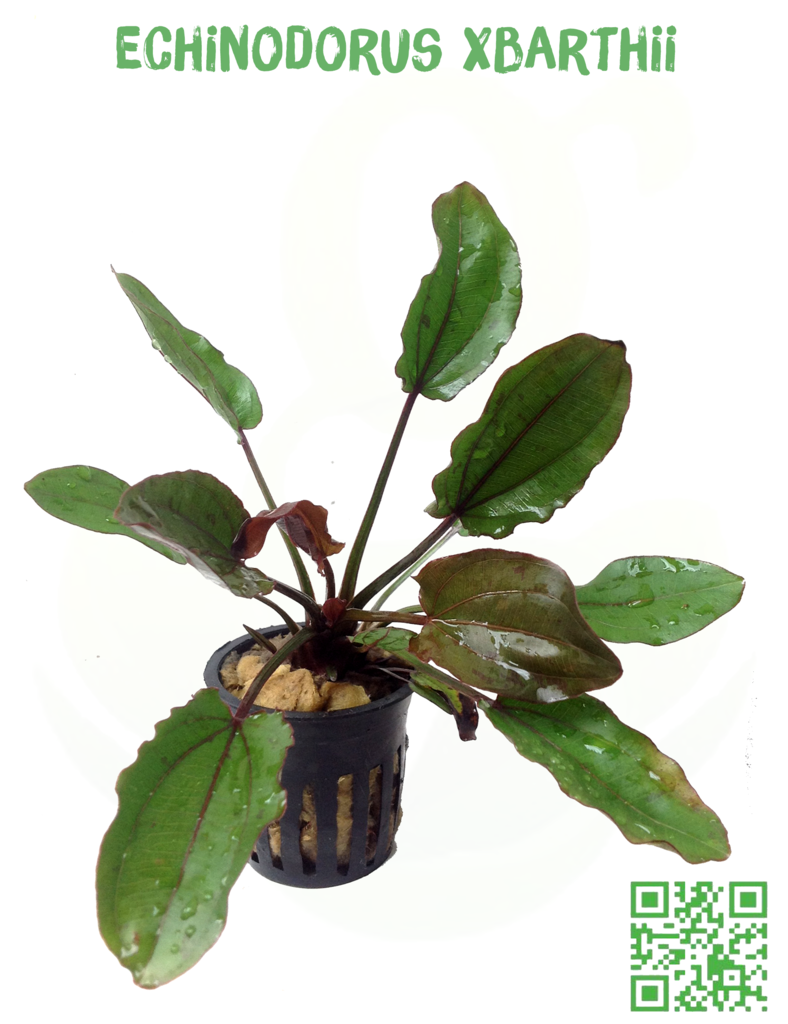 GREEN PLANT - Chuyên cung cấp các loại cây thủy sinh độc - 11