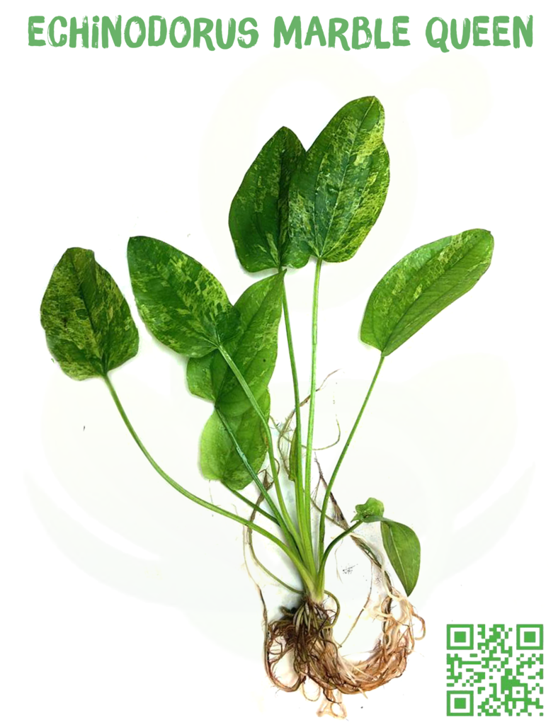 GREEN PLANT - Chuyên cung cấp các loại cây thủy sinh độc - 12