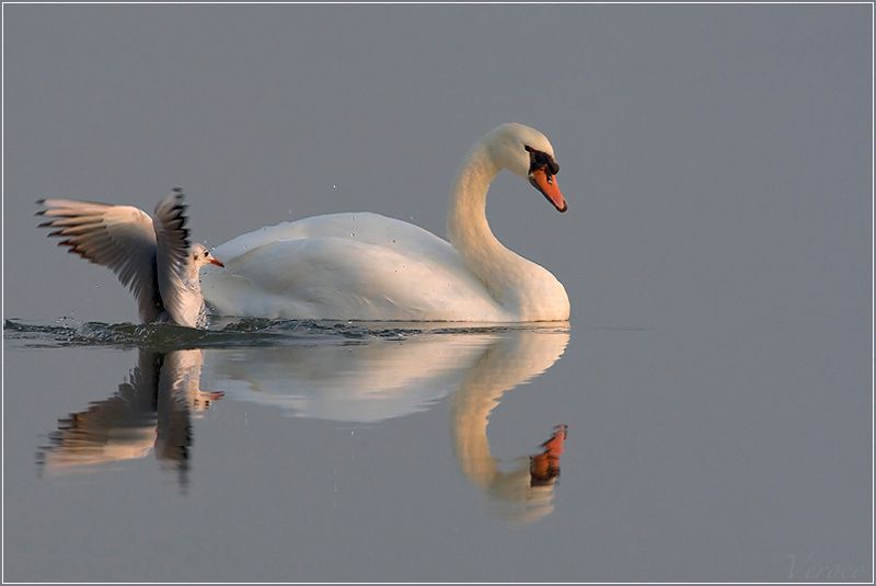 Fotografie