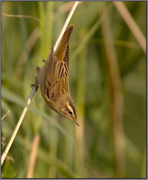 Fotografie
