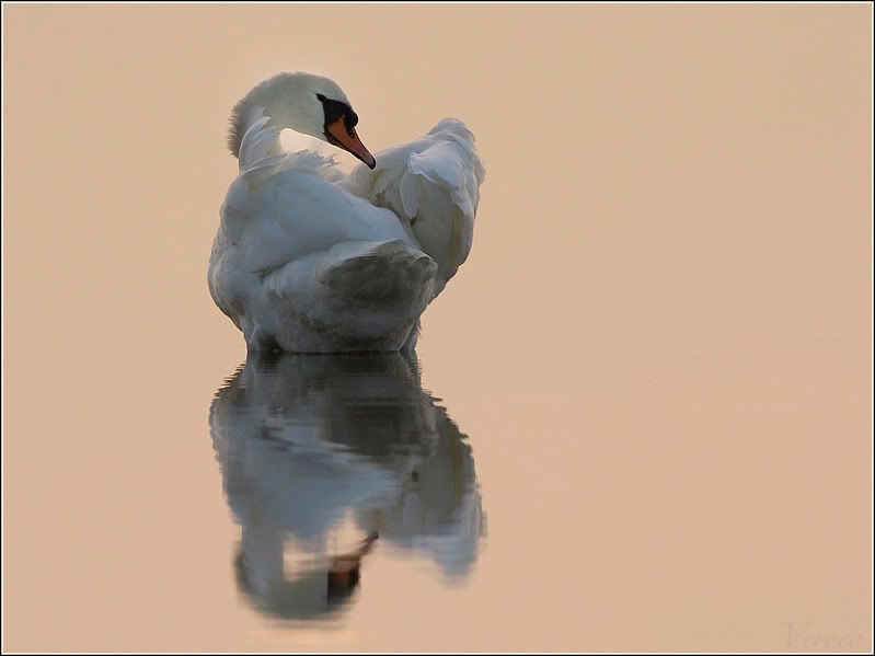 Fotografie