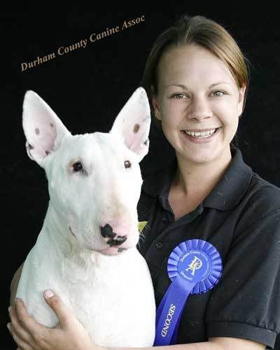dog show4