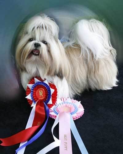 dog show 3