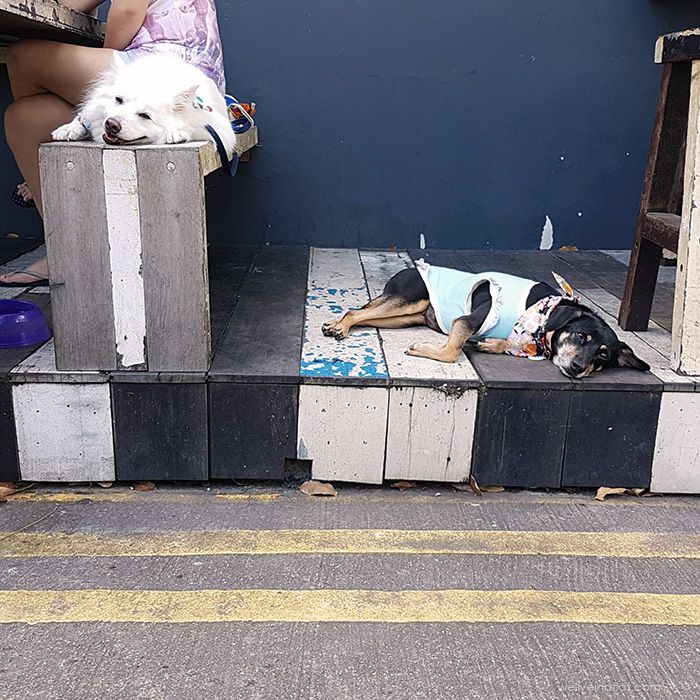 Artistry Cafe dog-friendly outdoor table, Singapore