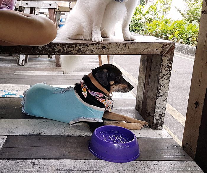 Artistry Cafe dog-friendly outdoor table, Singapore