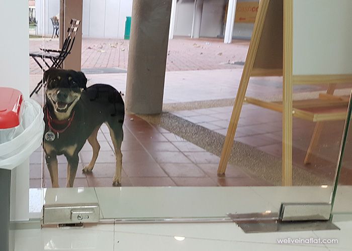 dog-friendly cafe singapore ang mo kio al fresco dining pet-friendly