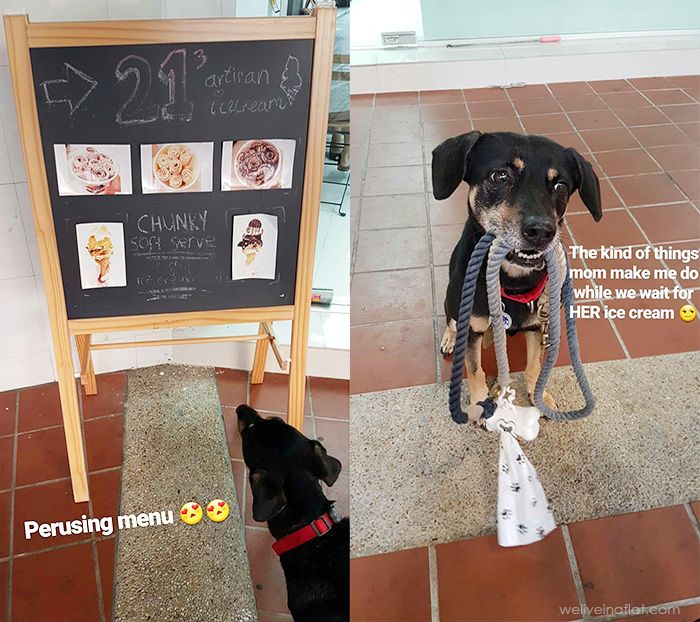 dog-friendly cafe singapore ang mo kio al fresco dining pet-friendly