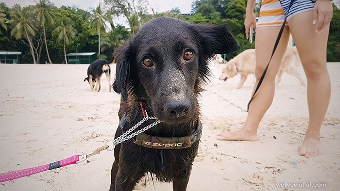 Best dog harness for road and water safety