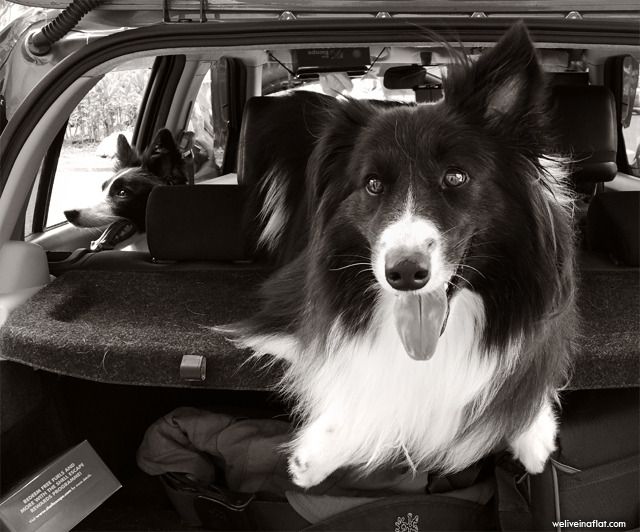border collies in a car