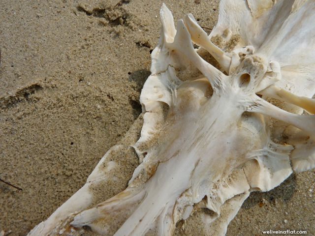 a bigger chunk of debris on the sand