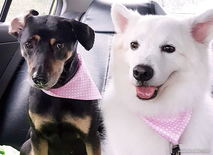 Best dog harness for road and water safety