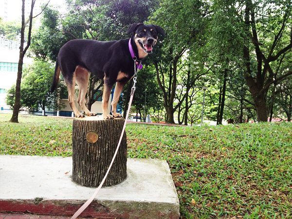 Donna in her martingale collar, staying on the park stool patiently ...