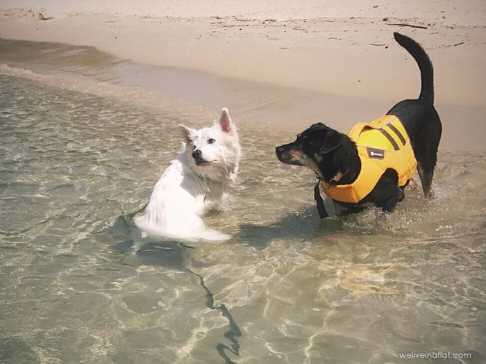 Ruffwear K-9 Float Coat dog harness water safety