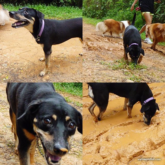 annual vaccine leptospirosis