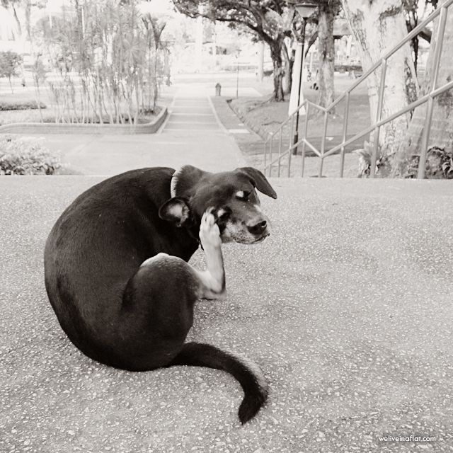 Head itches We live in a flat