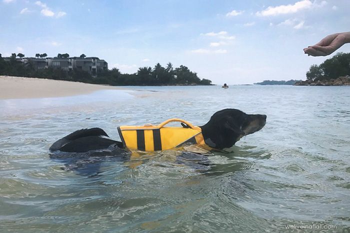 Ruffwear K-9 Float Coat dog harness water safety