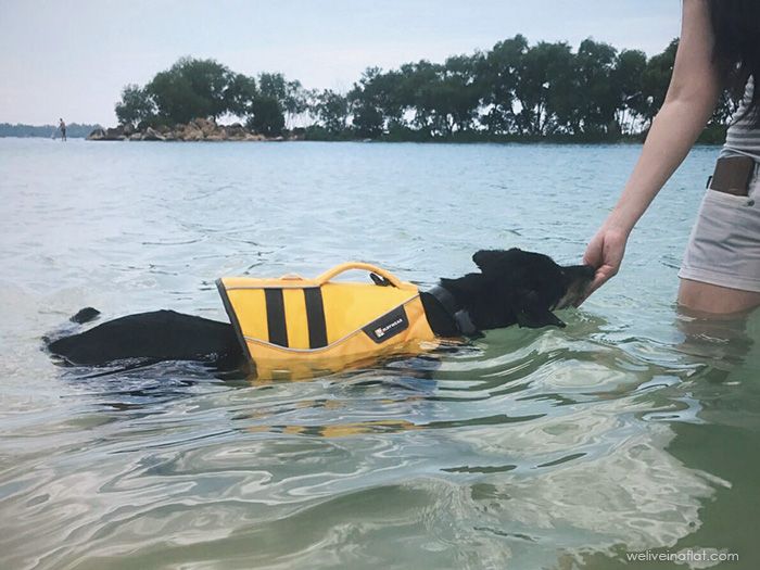 Ruffwear K-9 Float Coat dog harness water safety