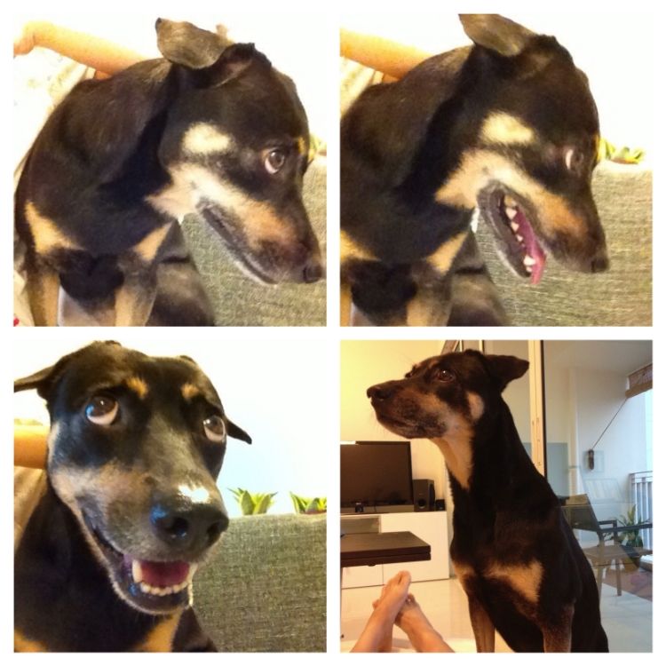 Symptoms of a dog freaking out due to bad thundderstorm