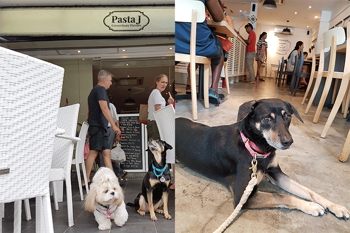 Dog-friendy Pasta J, upper thomson road