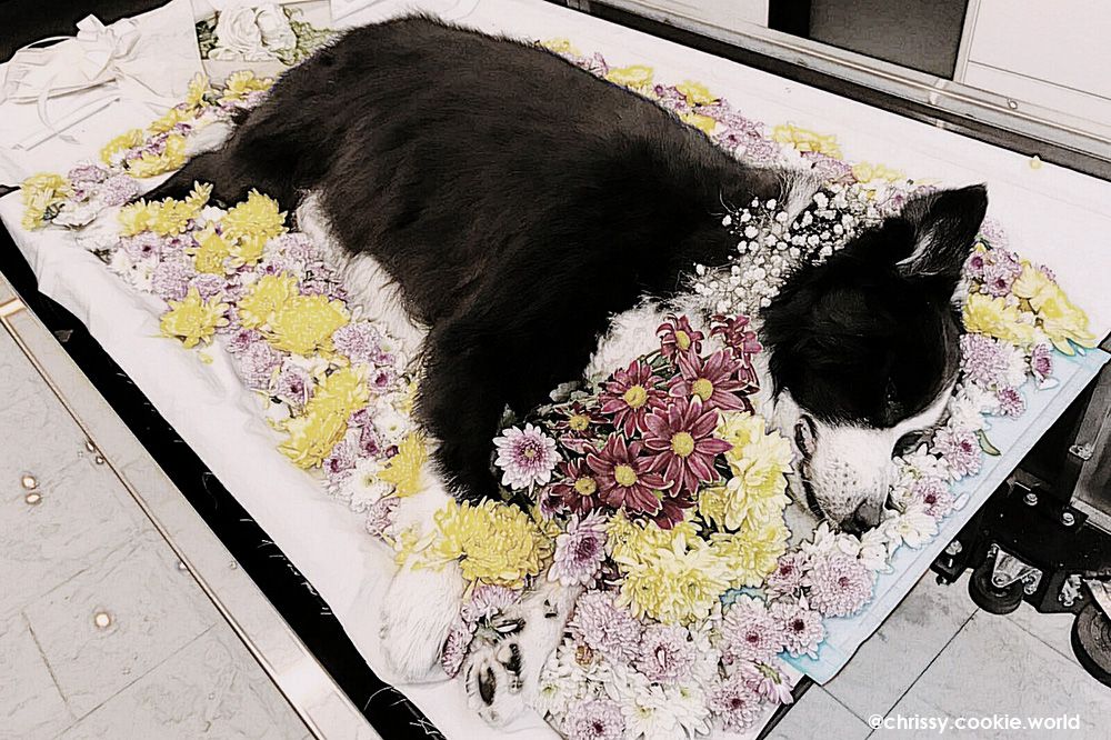 Goodbye Milo Border Collie - Attending a Pet Cremation in Singapore