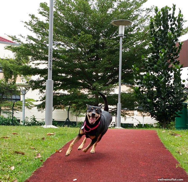 running dog