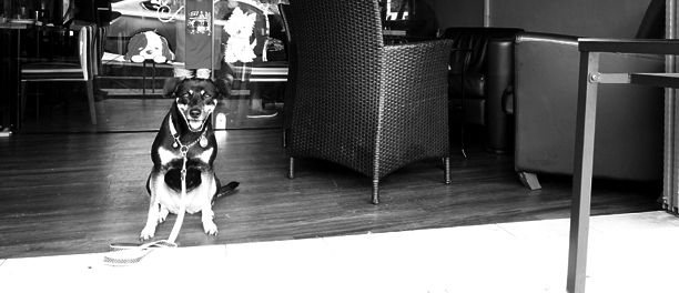 dog at the entrance of sun ray cafe