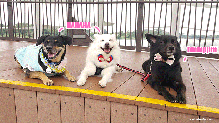 funny dogs