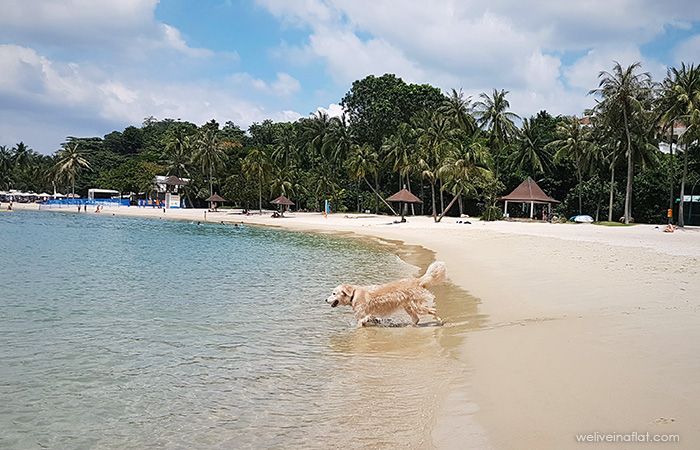 Best dog harness for road and water safety