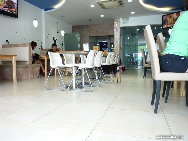 t.a.z. cafe dog pov