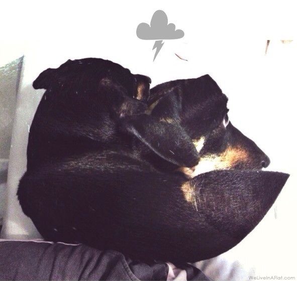 dap collar