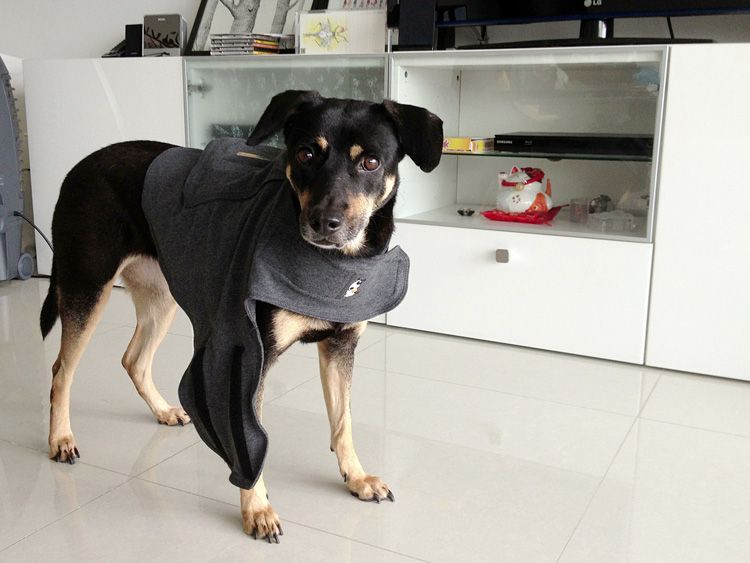 thundershirt reddit