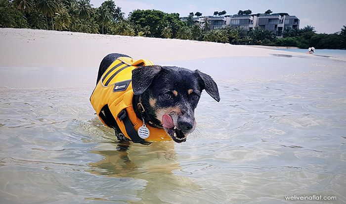 Ruffwear K-9 Float Coat dog harness water safety