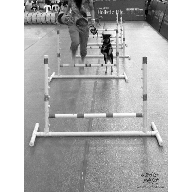 agility trial workshop at pet expo 2013, singapore dog-friendly events