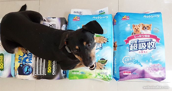 Honeycare U-Play pee pad - Singapore pet pee pad review