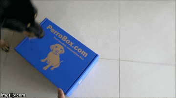 perching on perrobox dog subscription box