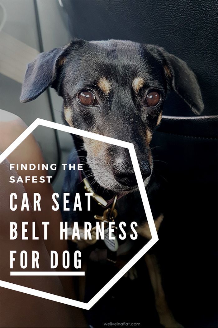 Fasten that seat belt! Finding the best safest car harness for dog