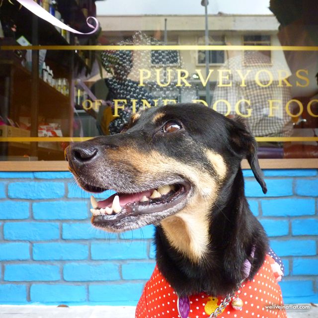 donna dog outside wagging rights