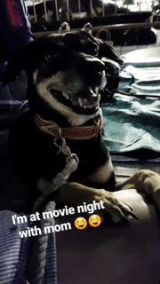 ASD Movie Night outdoor cinema with dog