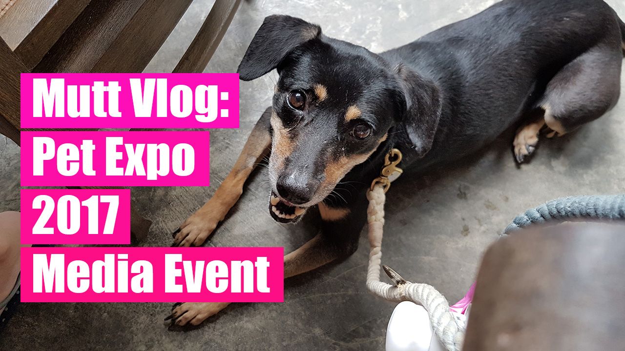 Pet Expo Singapore 2017, dog-friendly events
