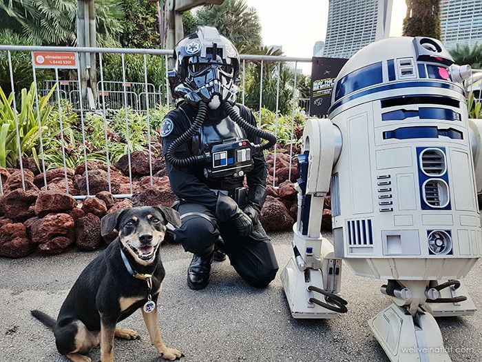 dog at star wars festival, gardens by the bay