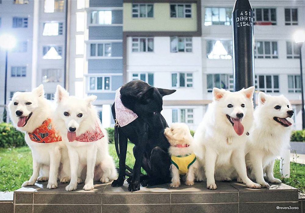Leyla black stray mongrel singapore special dog and small white dog