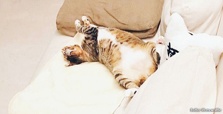 7 #CatsofInstagram Adopted as Kittens + Emma Watson Plays with Kittens :P