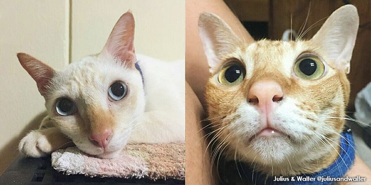 7 #CatsofInstagram Adopted as Kittens + Emma Watson Plays with Kittens :P