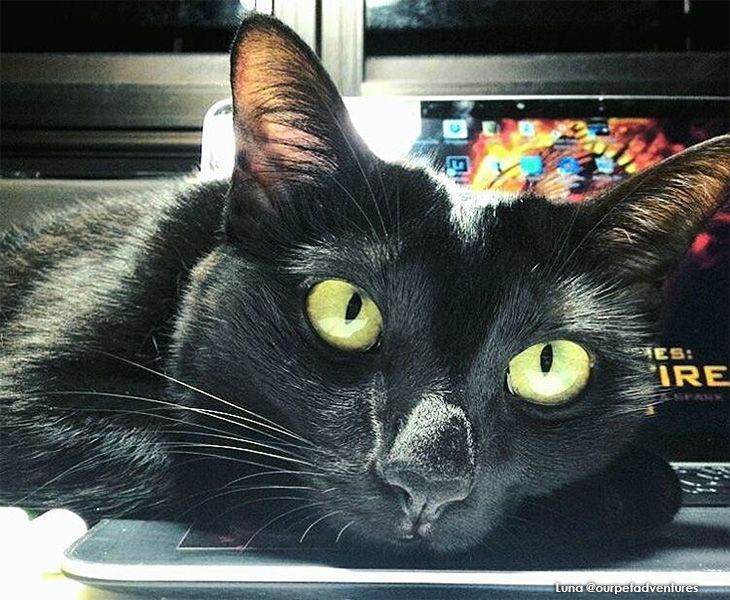 7 #CatsofInstagram Adopted as Kittens + Emma Watson Plays with Kittens :P
