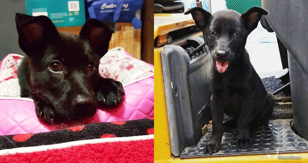 black stray dog Leyla was rescued when, as a puppy, she wandered into a factory building in Tuas.