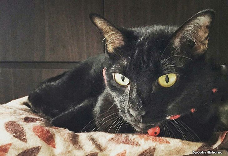 7 #CatsofInstagram Adopted as Kittens + Emma Watson Plays with Kittens :P